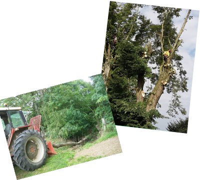 Elagage et abattage d'arbres dangereux 52