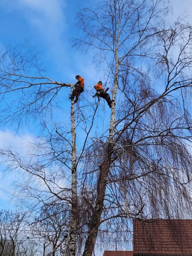 Travaux paysagers